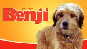 Benji — foto 6