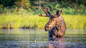 Autumnwatch New England — foto 1