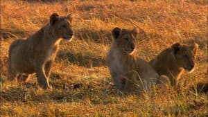 Swamp Lions — foto 5