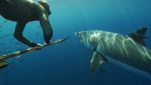 Great White Shark: Beyond the Cage of Fear — foto 1