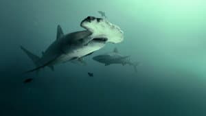 Bull Shark vs. Hammerhead — foto 6
