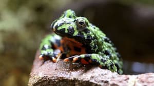 Ultimate Animal Countdown — foto 1