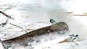 bird5.mp4 — foto 2