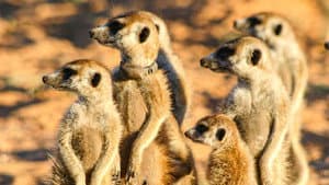 Meerkat Manor: The Story Begins — foto 1