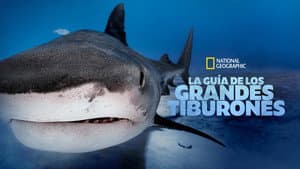 La guía de los grandes tiburones — foto 7