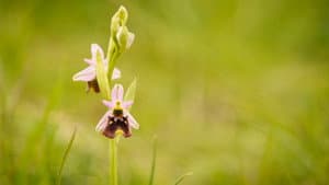 Verborgene Schönheit: Die Orchideen des Saaletals — foto 4