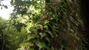 Curandera — foto 4