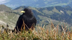 Göttervögel, Galgenvögel - Geschichten von Kolkrabe & Co. — foto 1