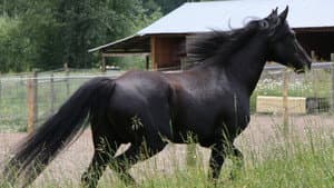 Belleza Negra — foto 3