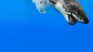 When Sharks Attack — foto 8