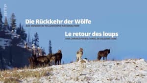 Die Rückkehr der Wölfe: Das Wunder im Yellowstone-Nationalpark — foto 1