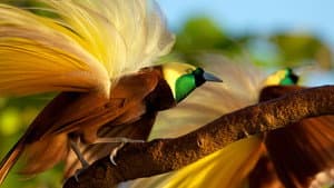 Winged Seduction: Birds of Paradise — foto 4