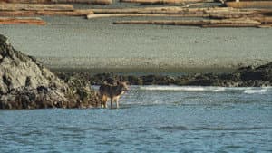 La isla de los lobos costeros — foto 4