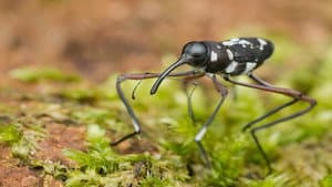 Extreme Bugs — foto 1