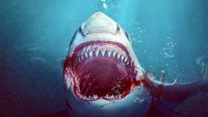 Sharkula — foto 2