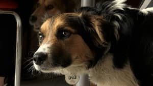 犬と戦争: ウクライナで私が見たこと — foto 3
