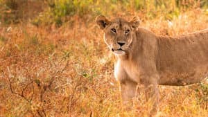 Lion Kingdom — foto 5