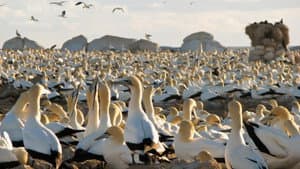 Gannets: The Wrong Side of the Run — foto 6