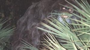 Southern Fried Bigfoot — foto 1