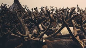 Mammoth Unearthed — foto 6