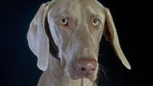 Comment le chien a conquis le monde — foto 2