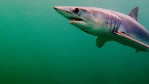 Shark Superpower — foto 4