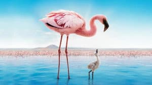 El misterio de los flamencos — foto 3