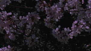 Spring Songs — foto 2