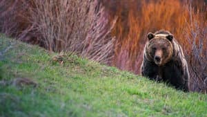 Wild Yellowstone — foto 10