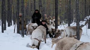 Холодное золото — foto 2