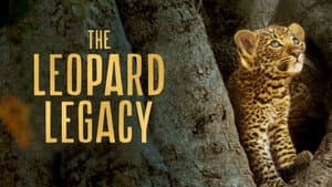 Olimba, Königin der Leoparden — foto 2