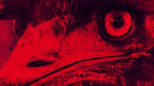 The Dark Emu Story — foto 2