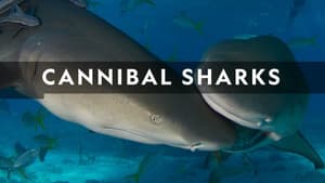 Cannibal Sharks — foto 3