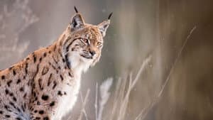 Sur la piste du lynx — foto 2