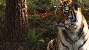 Tigre de Sibérie, seigneur sans frontières — foto 3