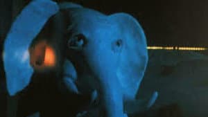 L'éléphant et la baleine — foto 4