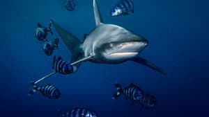 World's Most Dangerous Shark? — foto 1
