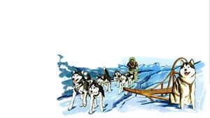 Alaskan Sled Dog — foto 1