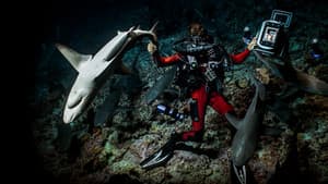700 requins dans la nuit — foto 7