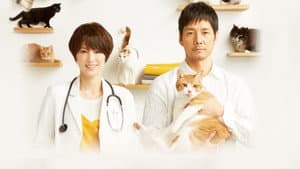 ブランケット・キャッツ — foto 2