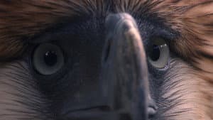 Birdshot: Impunidad Protegida — foto 2
