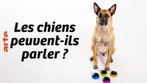 Can Dogs Talk? — foto 1