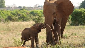 The Elephant Queen — foto 5
