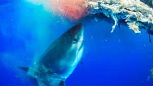 World's Biggest Great White? — foto 5