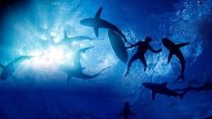 Sharkwrecked: Crash Landing — foto 1