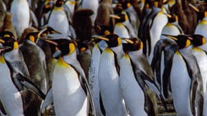 Der Kongress der Pinguine — foto 1