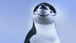 Secretos de los pingüinos — foto 9