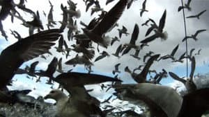 Leviathan — foto 12