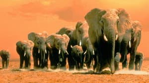Africa's Elephant Kingdom — foto 1