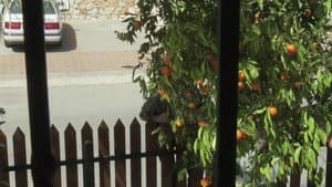 برتقال — foto 5
